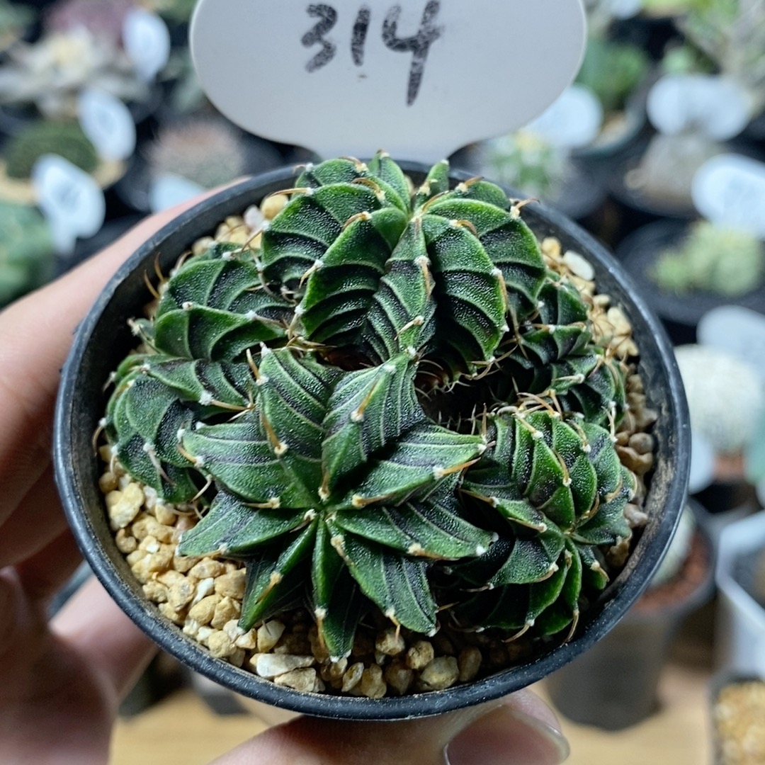 314号群生肋骨牡丹6cm