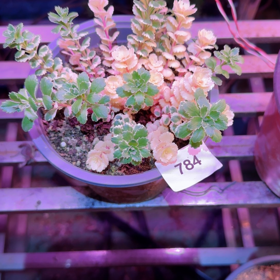 亚特兰蒂斯法师多肉784