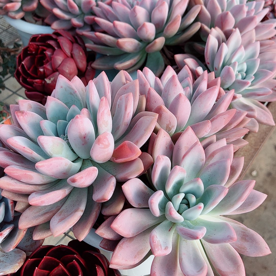 奥普琳娜多头群生老桩特价