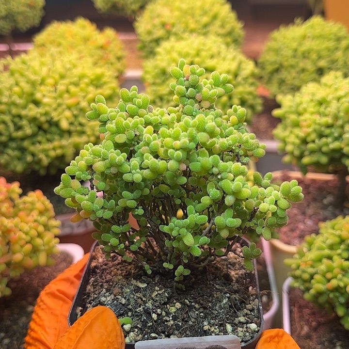 无花朵559蜜桔糖球