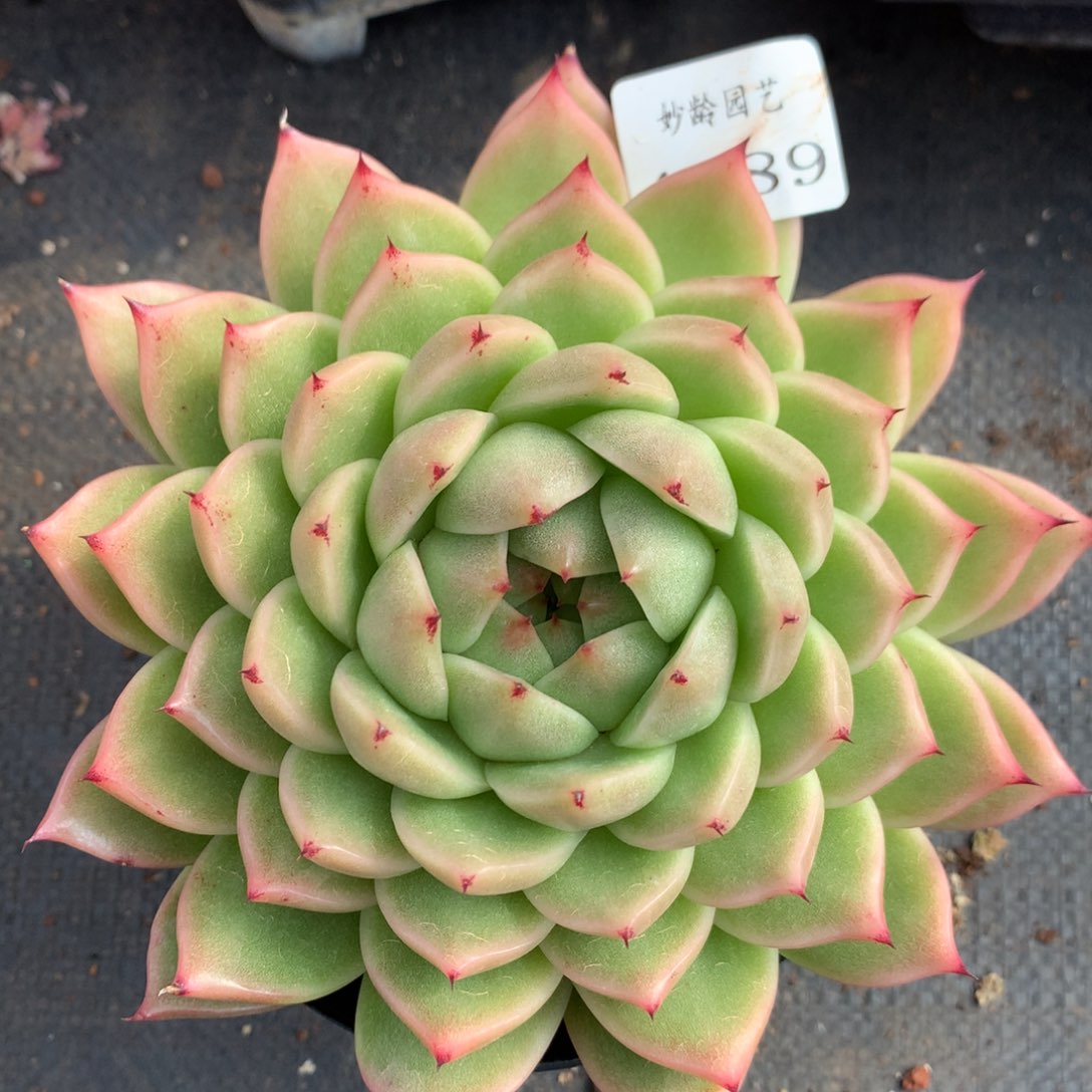 4089新年快乐发发发