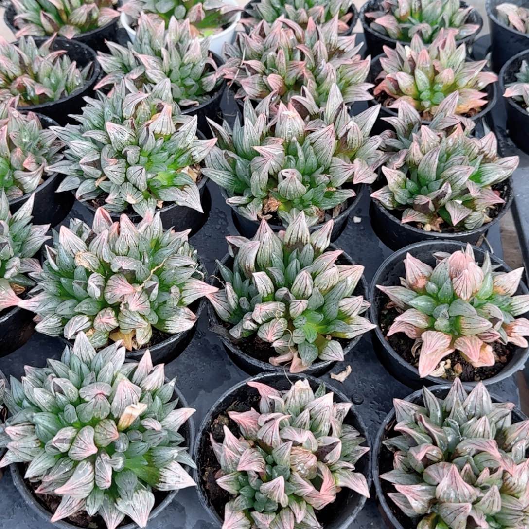 A缺水白窗西瓜多肉植物一颗