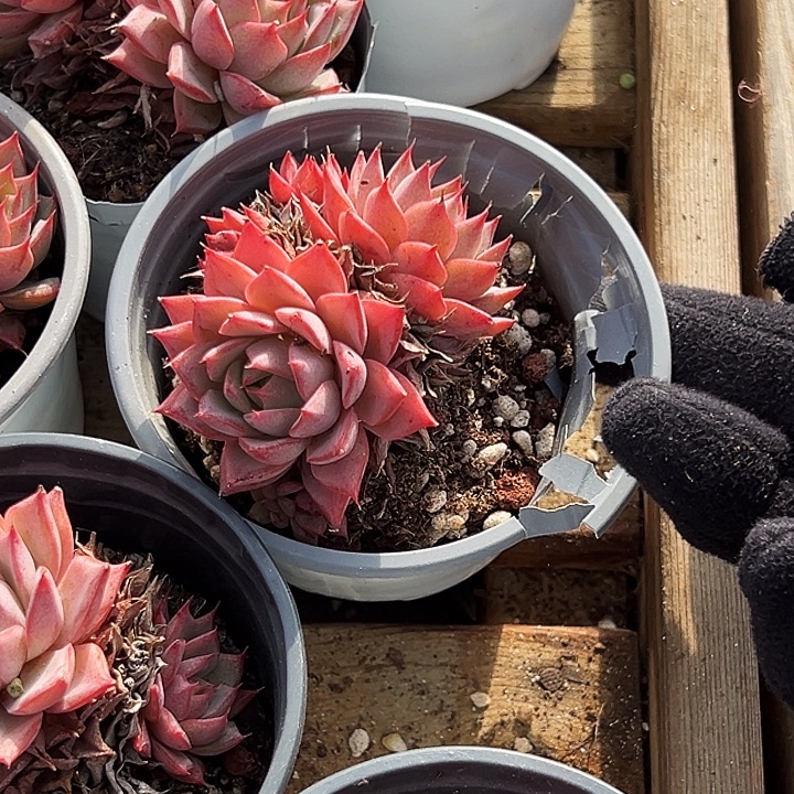 多头          林杰安娜