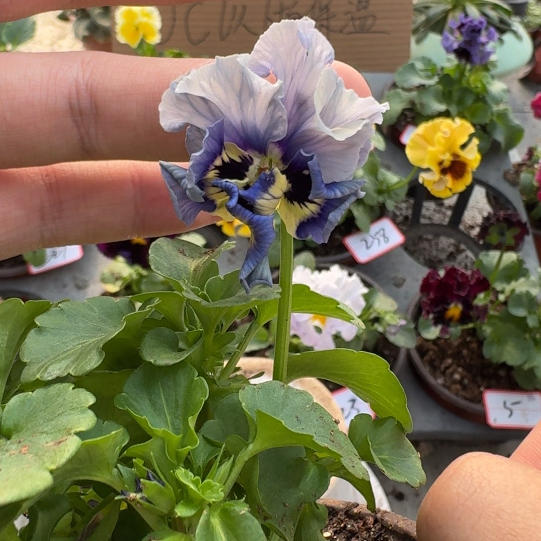 大部分花苞少量开放234