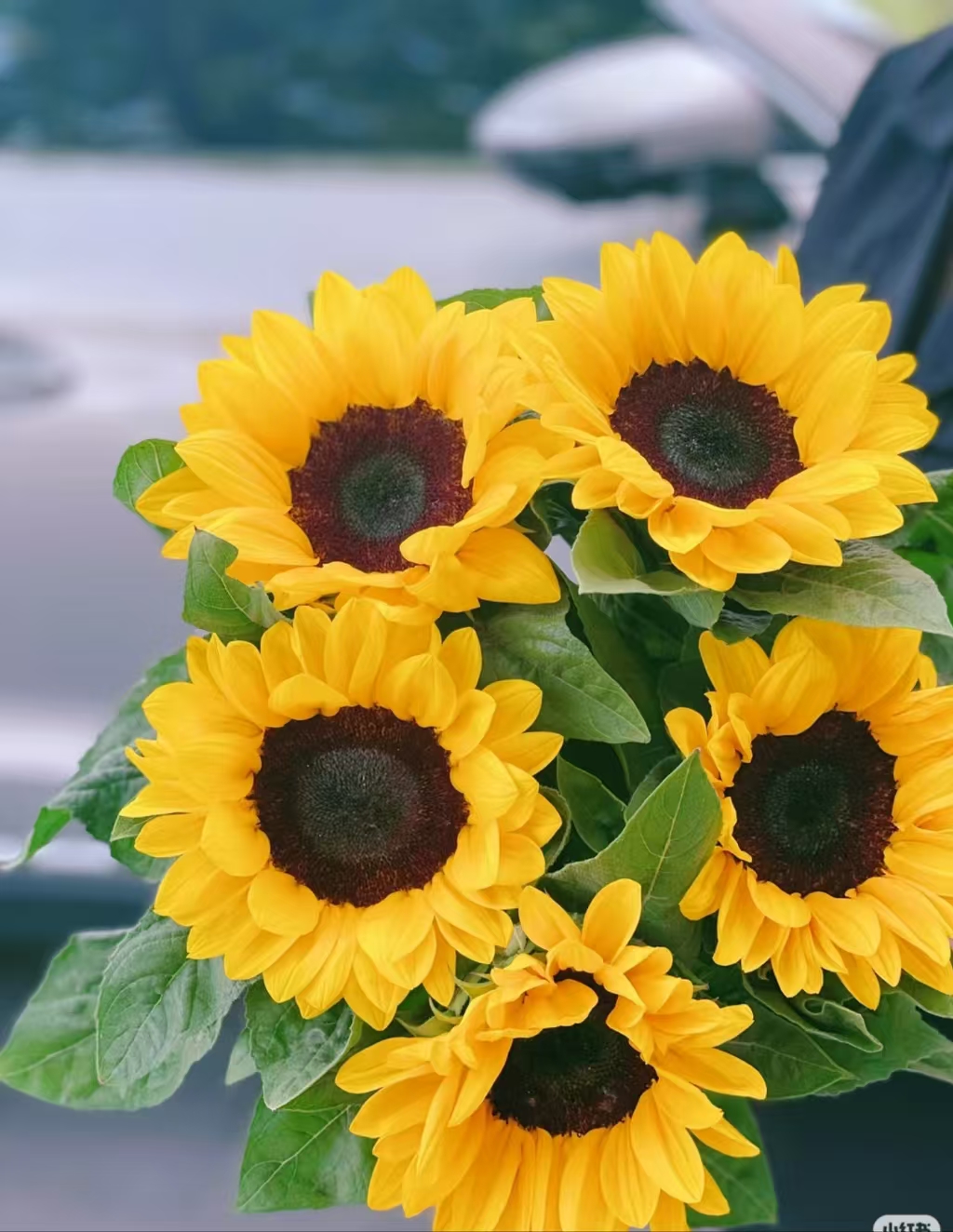 向日葵）云南鲜花