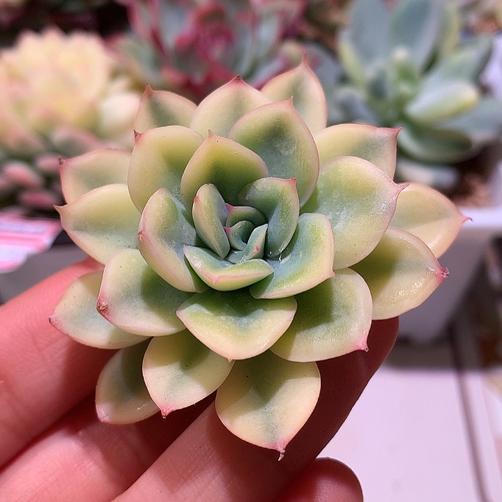 猎户座黄腹轮锦锦锦锦