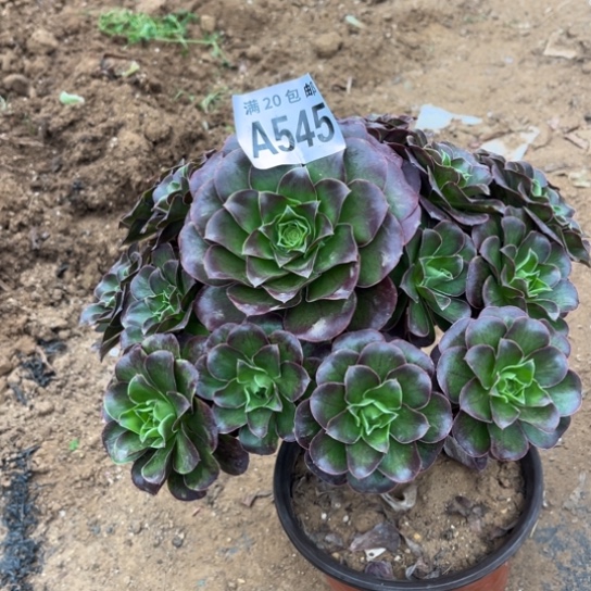 545枚金玫瑰不包断枝