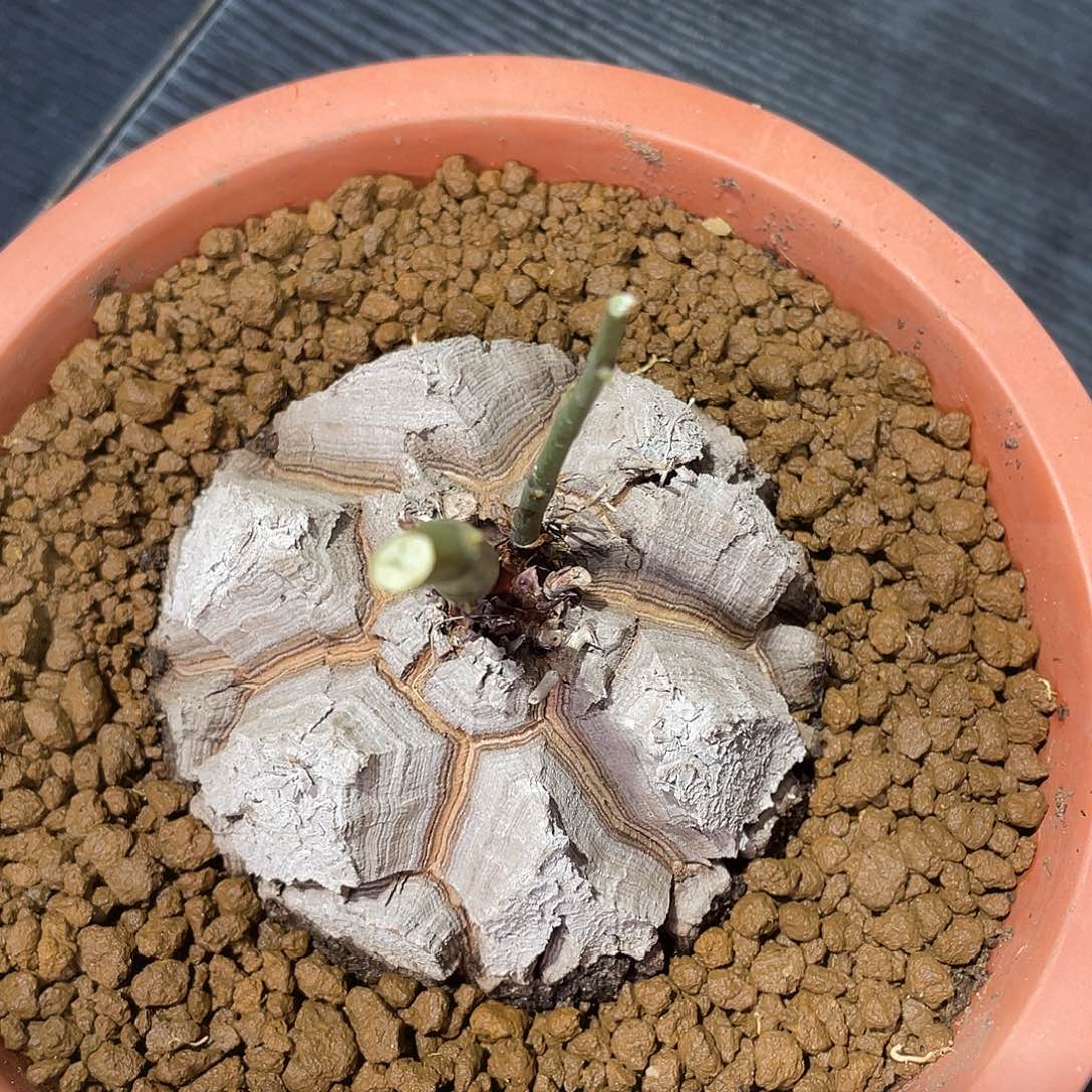 南非龟甲龙可带盆发货