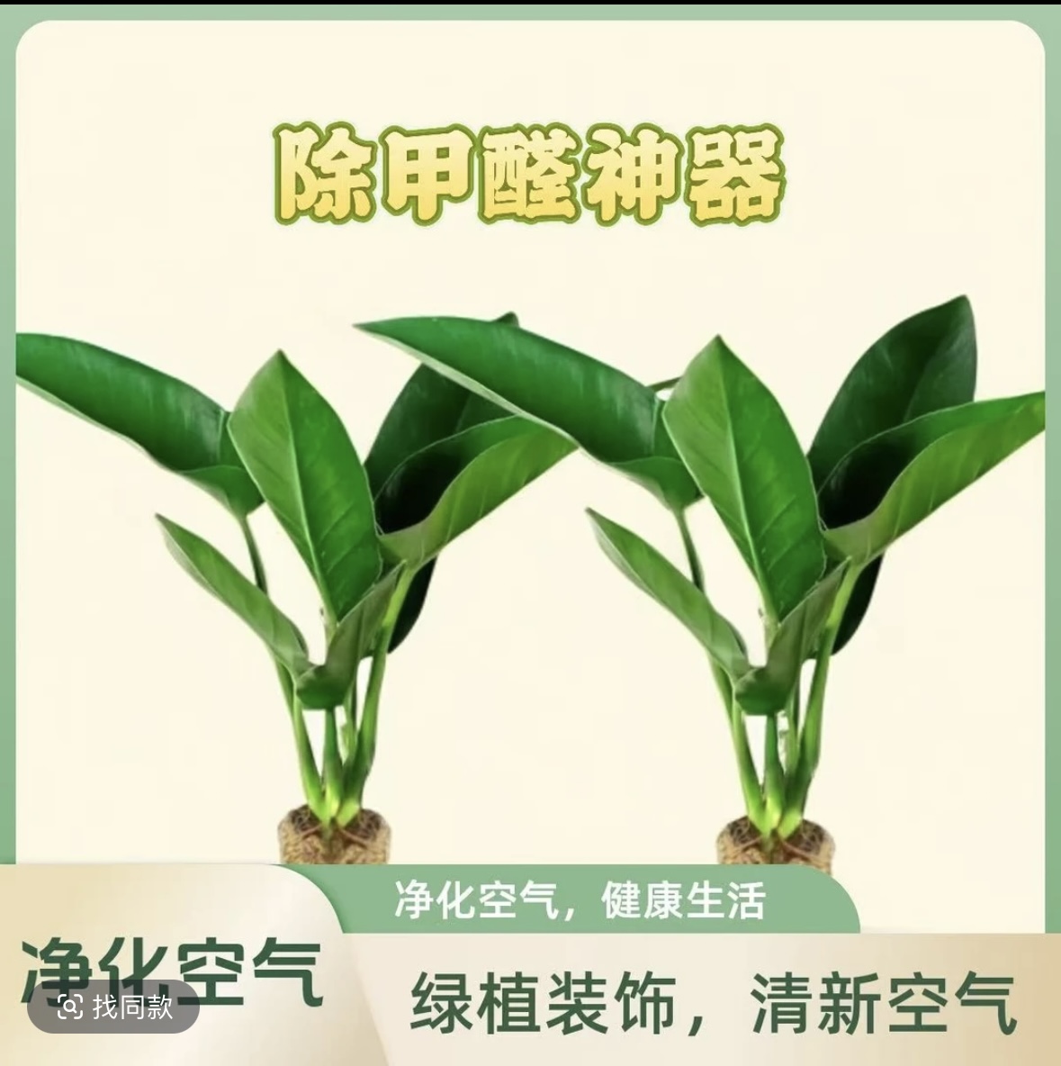 大叶金钻水培植物盆栽绿公主室内绿植净化空气吸甲醛好养护50-60