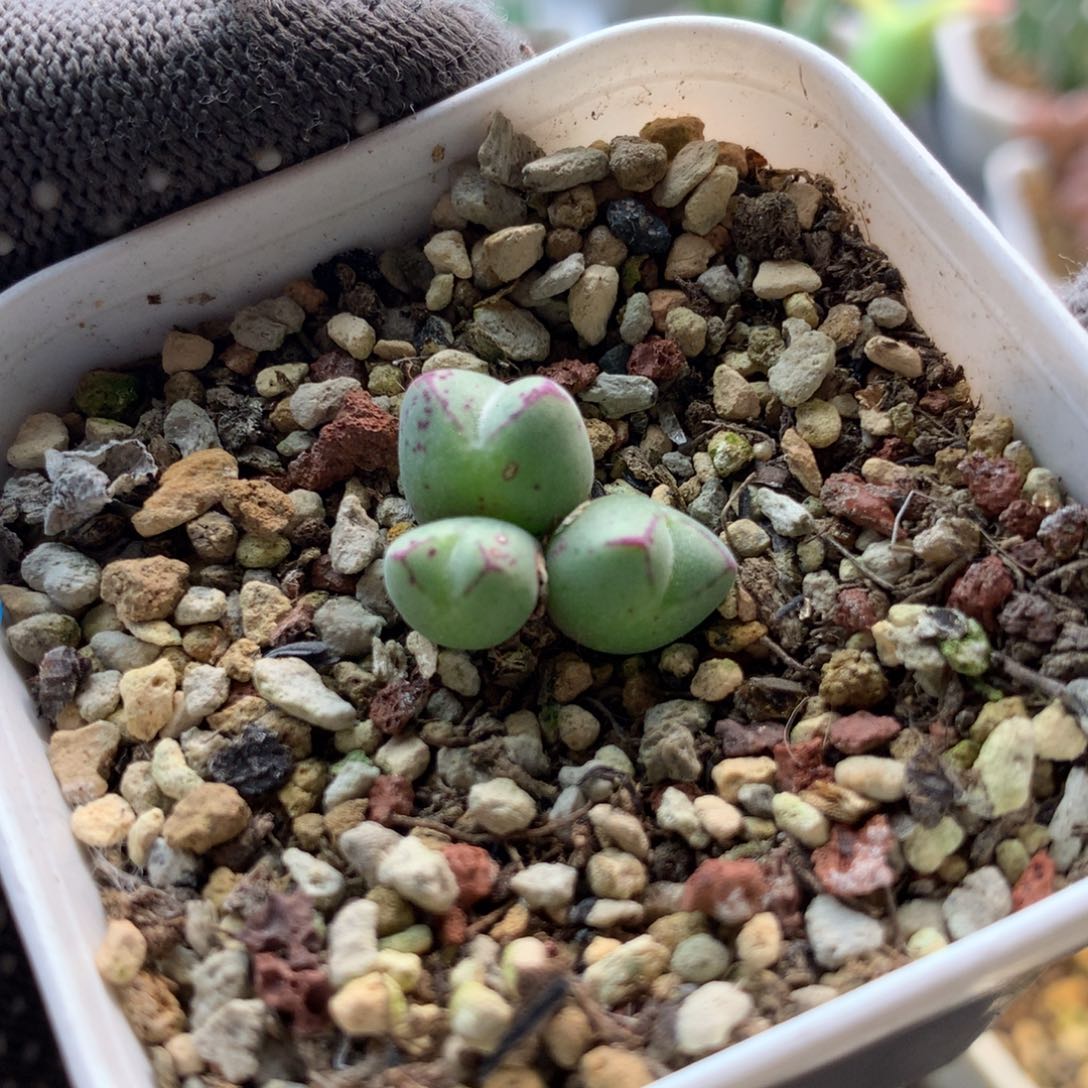 53号猪蹄母本一颗