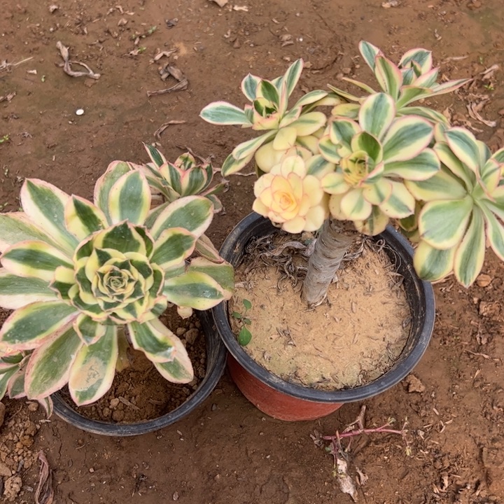 艳姿锦多肉植物458.