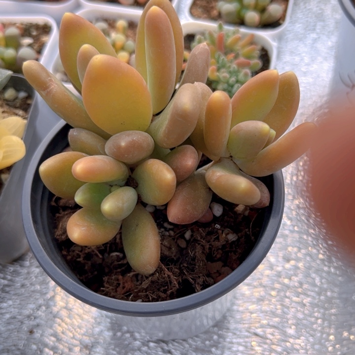 金蝉群【一物一拍】两单包邮