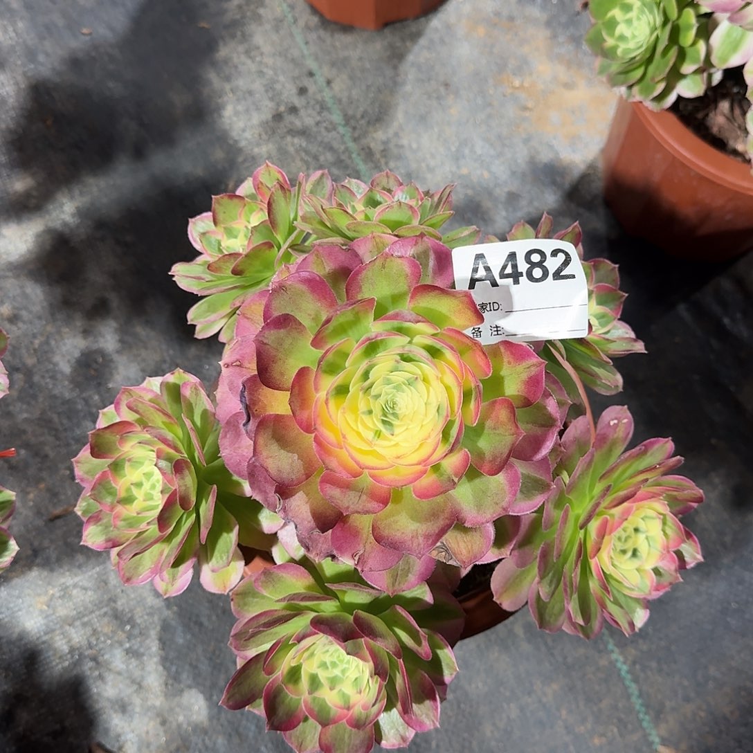 海仙多肉法师a482