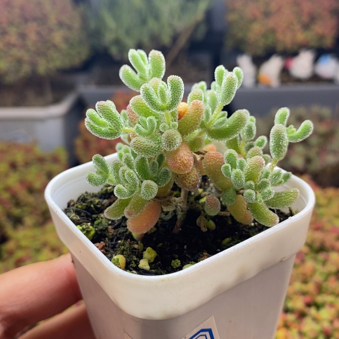 完全开放3号优选冰晶