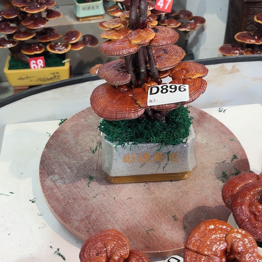 无花朵灵芝555555555555555