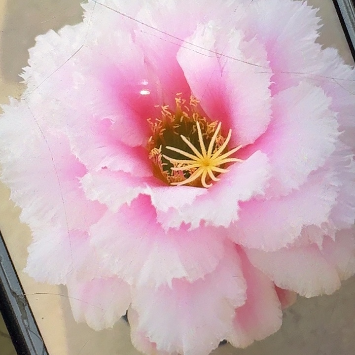 大仙女根7公分毛花柱