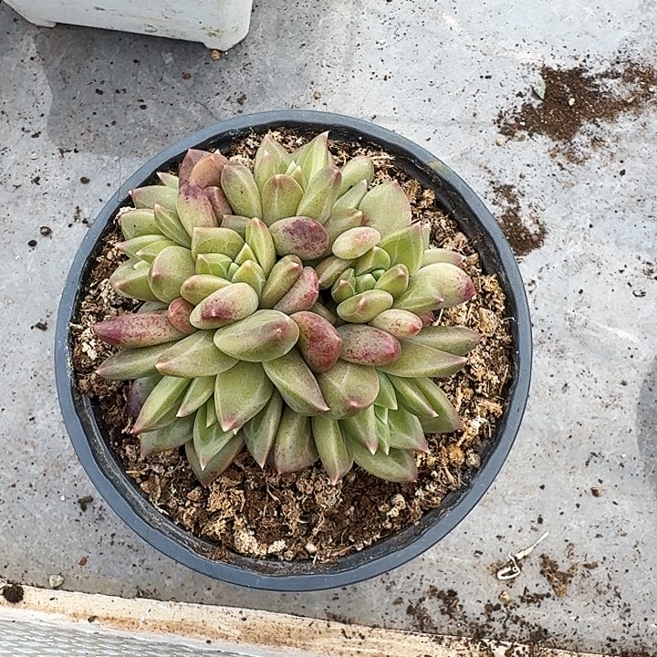 美人杂交 一物一拍