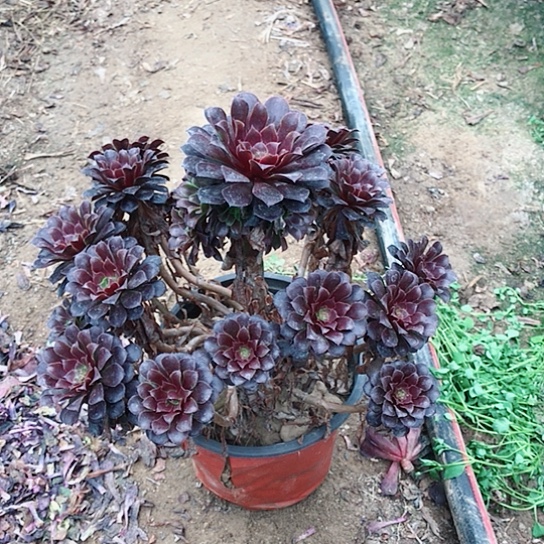 黑铜法师000000014