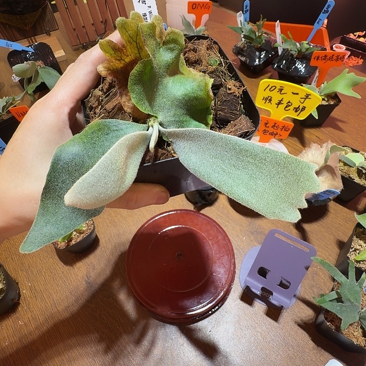 无花朵鹿野直播间竞拍绿龙