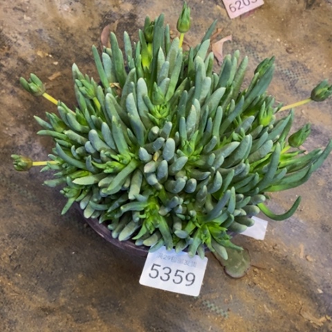 奔龙多肉植物5359