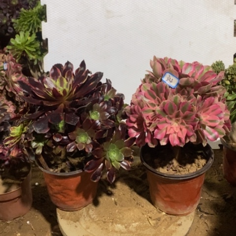 两颗法师一物一拍