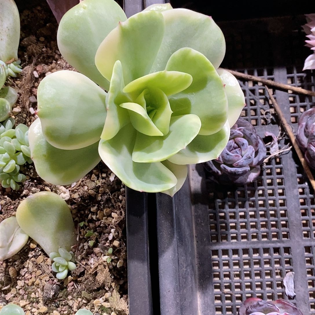 碧桃锦砍头无根多肉植物
