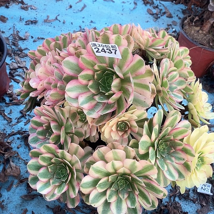 2437 一颗雨何法师