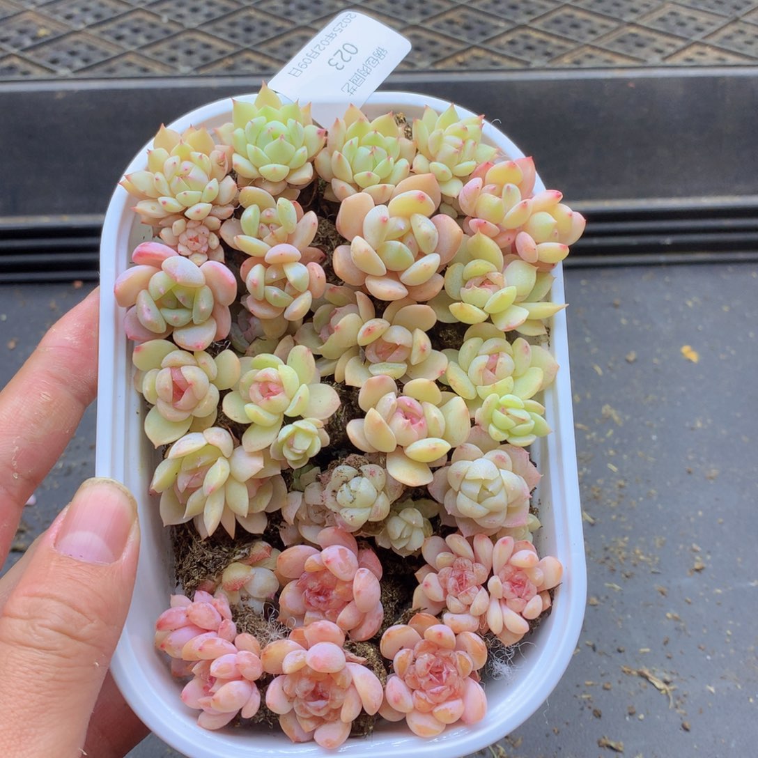 反反复复还是很开心的023