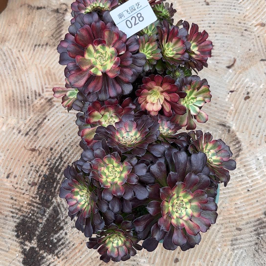 荷***田028多肉 月婵缀 2颗