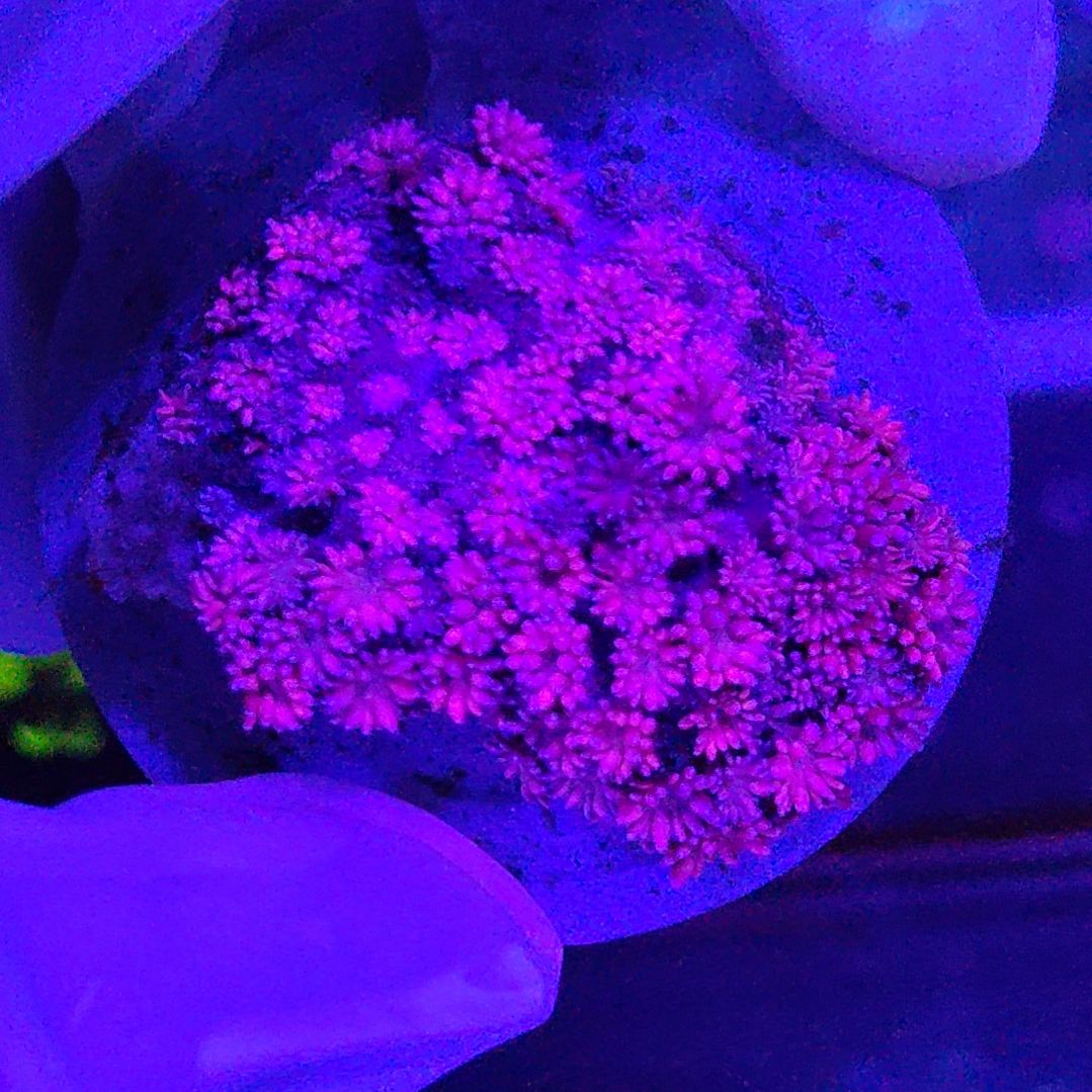 智海珊瑚不支持退货不包邮 接受下单