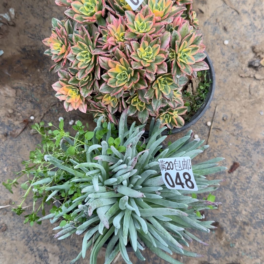 多肉047+048满20包邮断枝不包