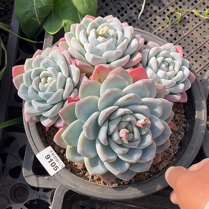 阿雅园艺。       9105