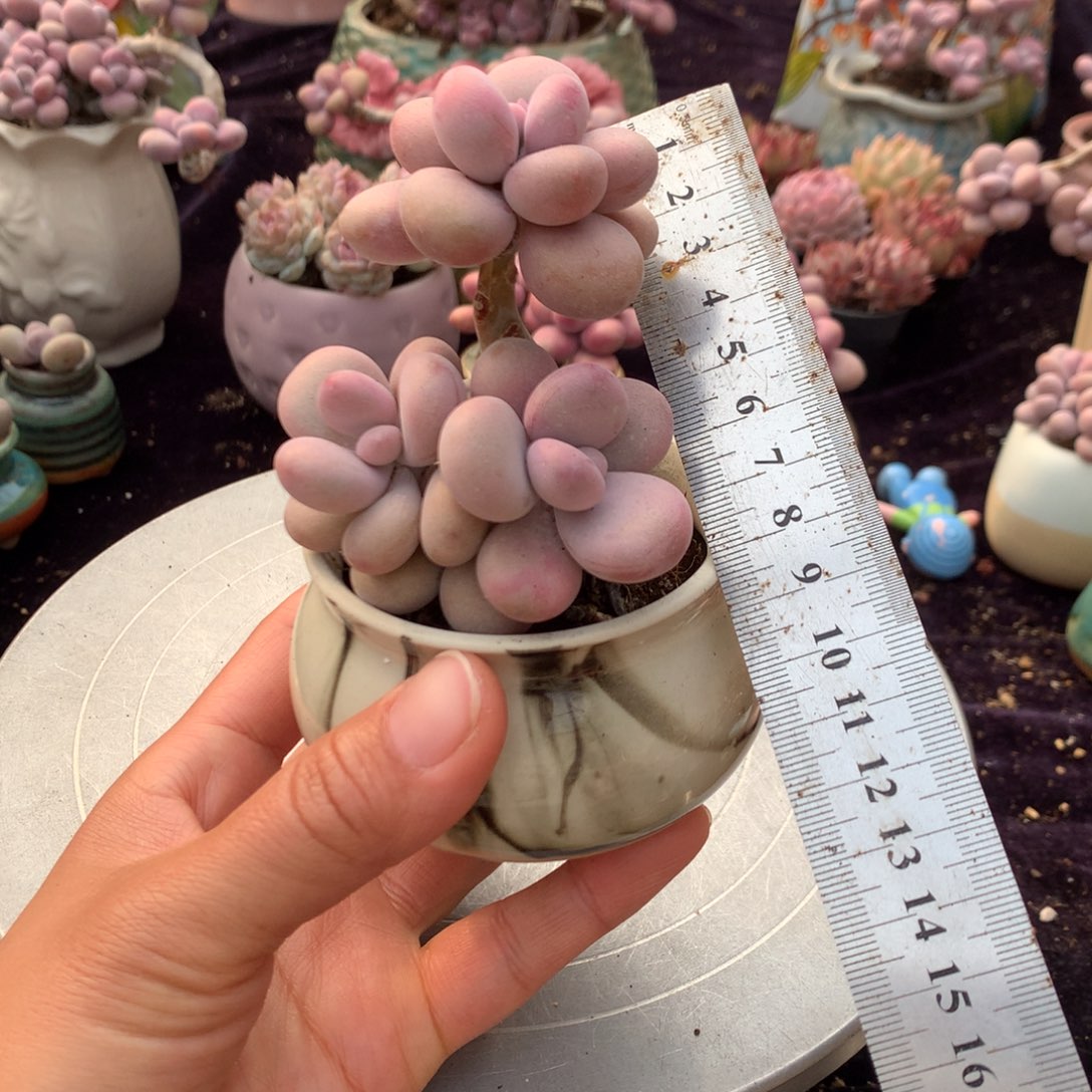 3号带盆偏远地区不包邮的