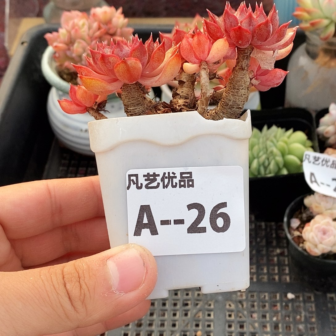 精品老桩粉安娜满十元包邮