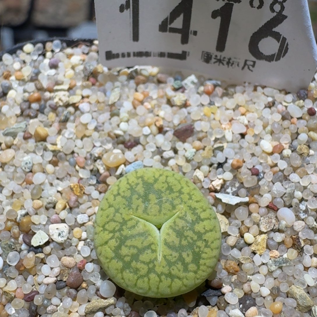zzzz精品生石花1416