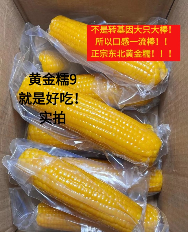 【黄金糯九12支】25年东北头茬糯玉米现摘真空锁鲜试吃4根