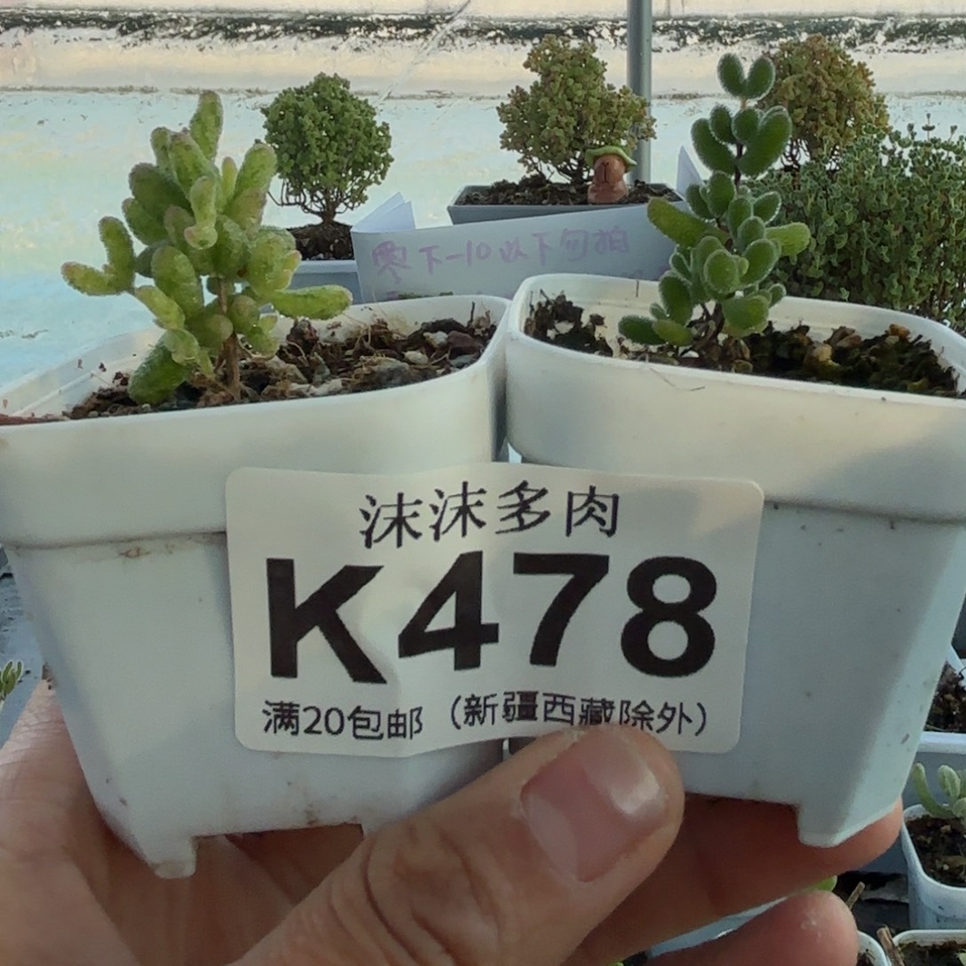 滴***哒478花斑露锦和翡翠