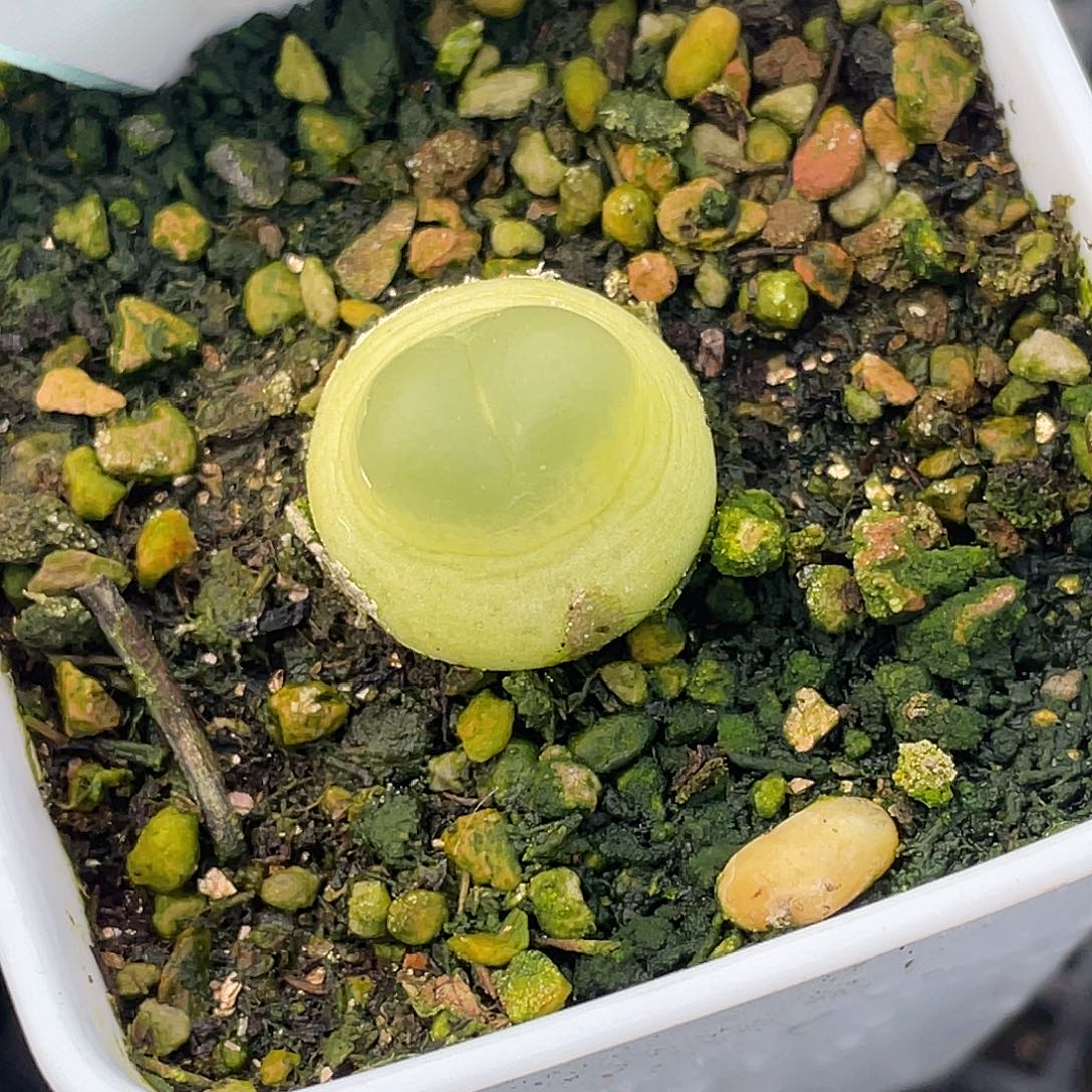 29-19拉登多肉植物