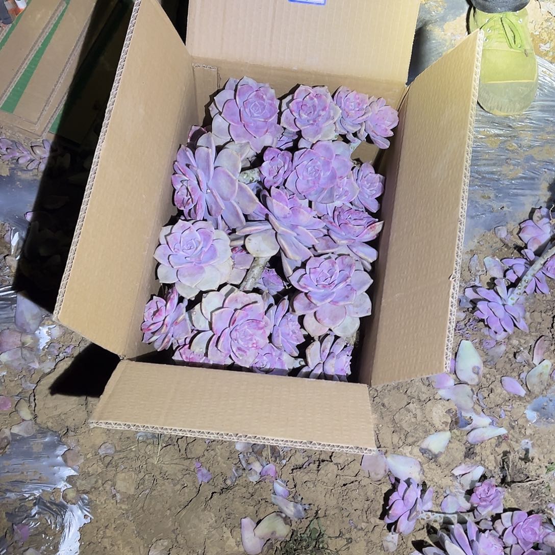 一***己90紫乐断枝断头不售后