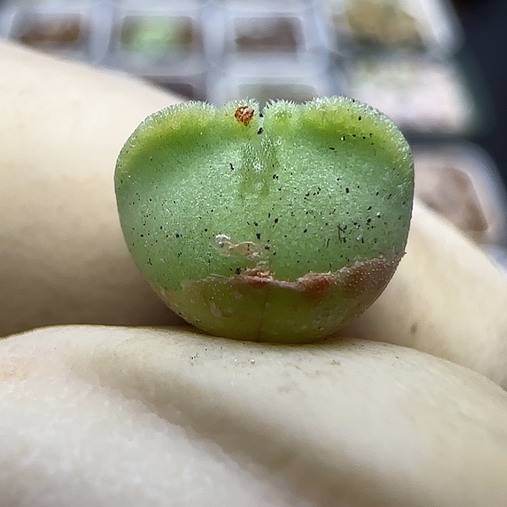 1266福利福利福利