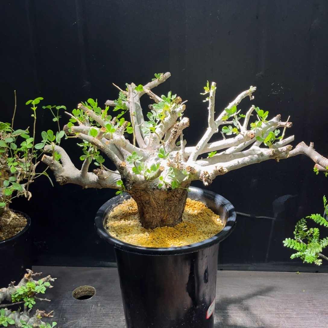 OM橄榄Zzzzzzzzzzzzzzzz