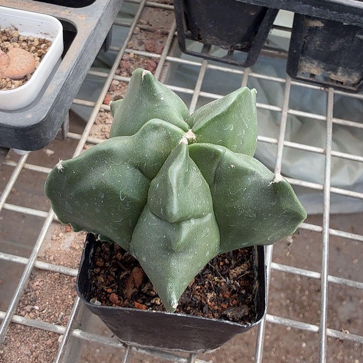 实生角尤单头6仙人球