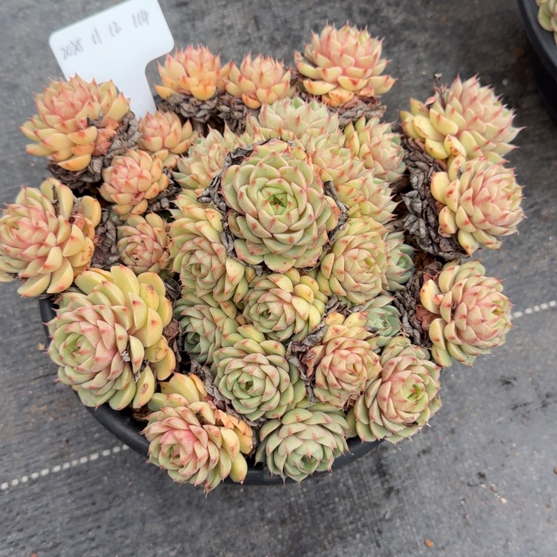 一物一拍黄金本吧114