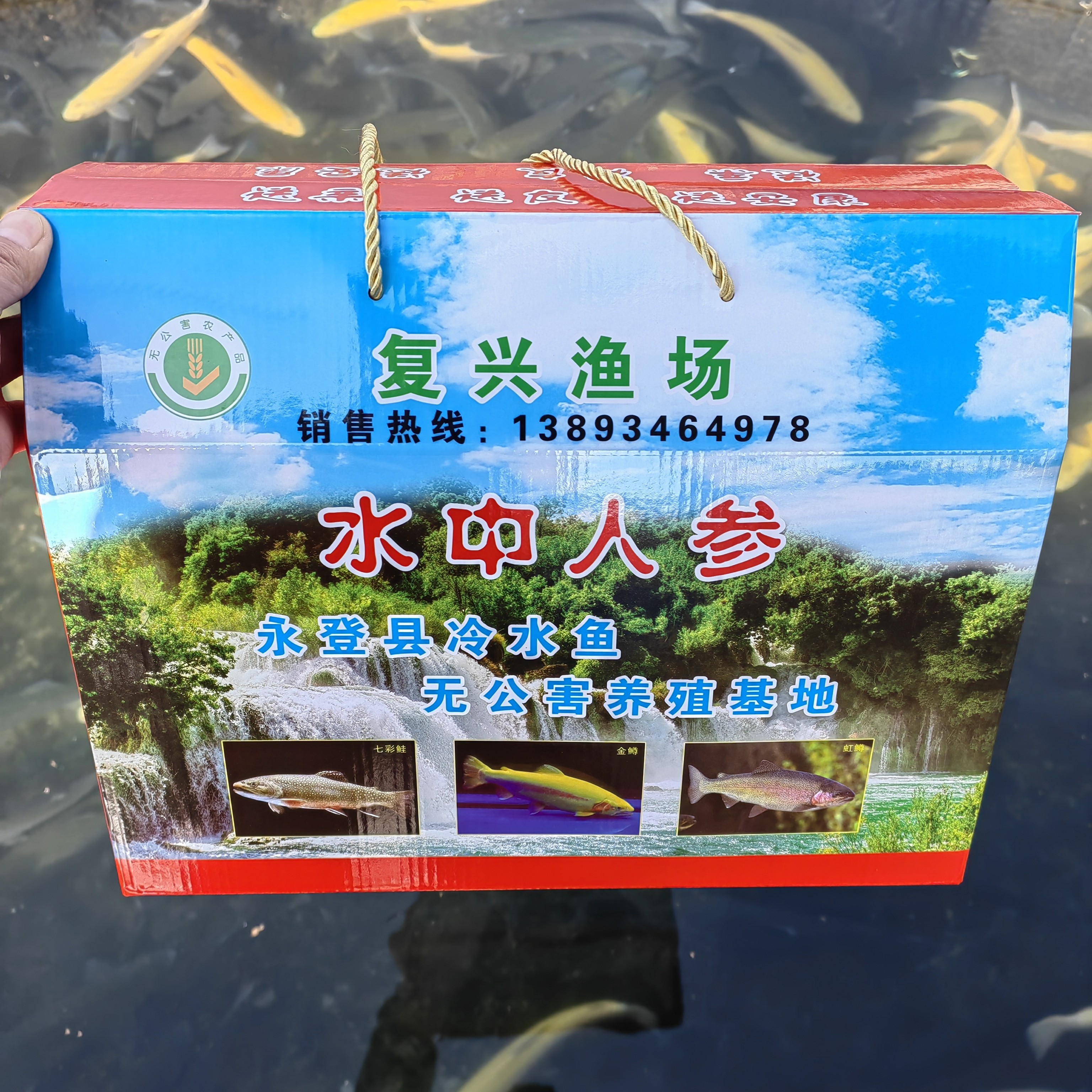 永登七彩鲑金鳟虹鳟8斤装6条各2条精美年中秋节送礼礼盒（净重去除内脏17-20%）