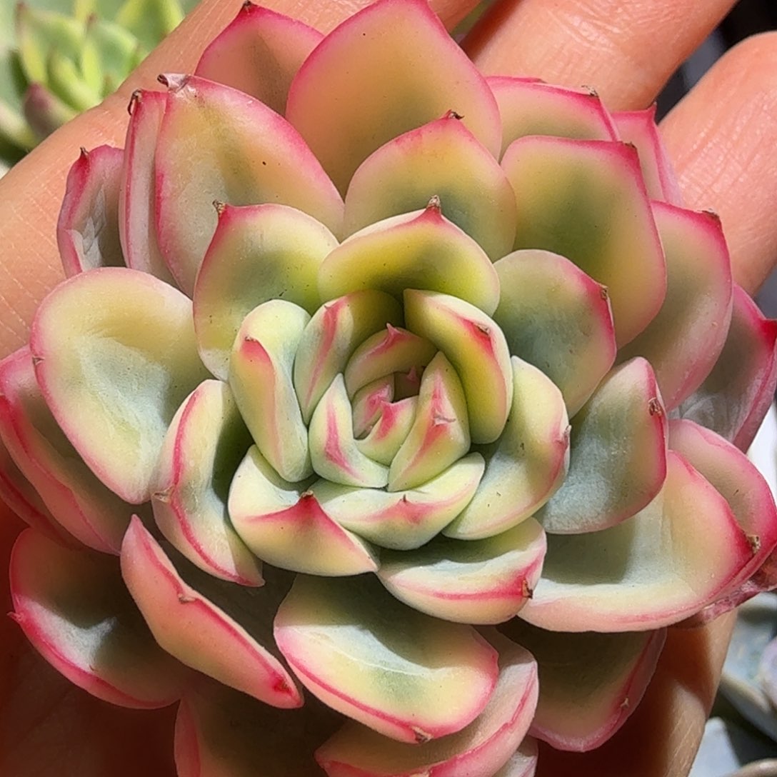 雨燕座锦，多肉植物