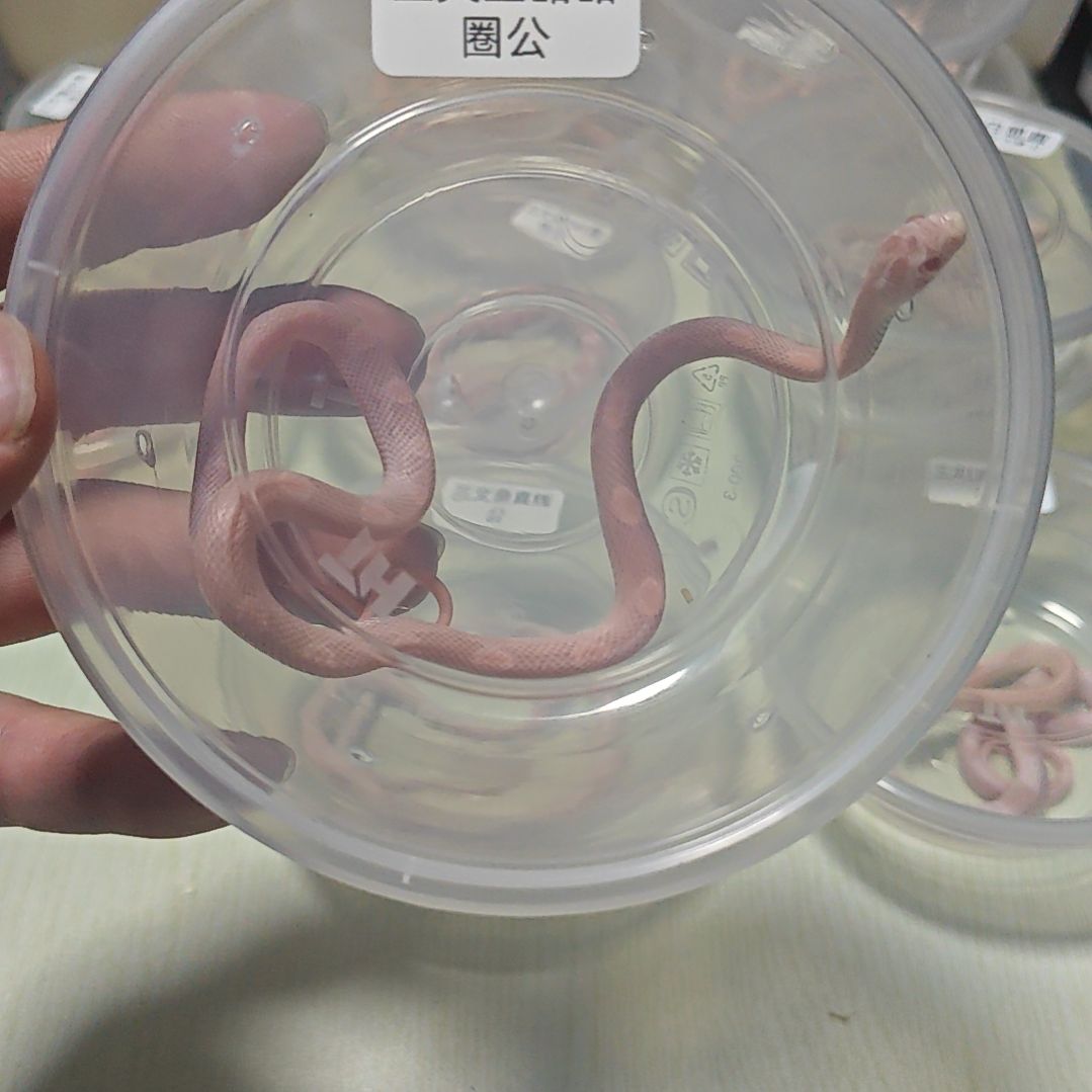 豹纹守宫三文鱼甜甜圈公