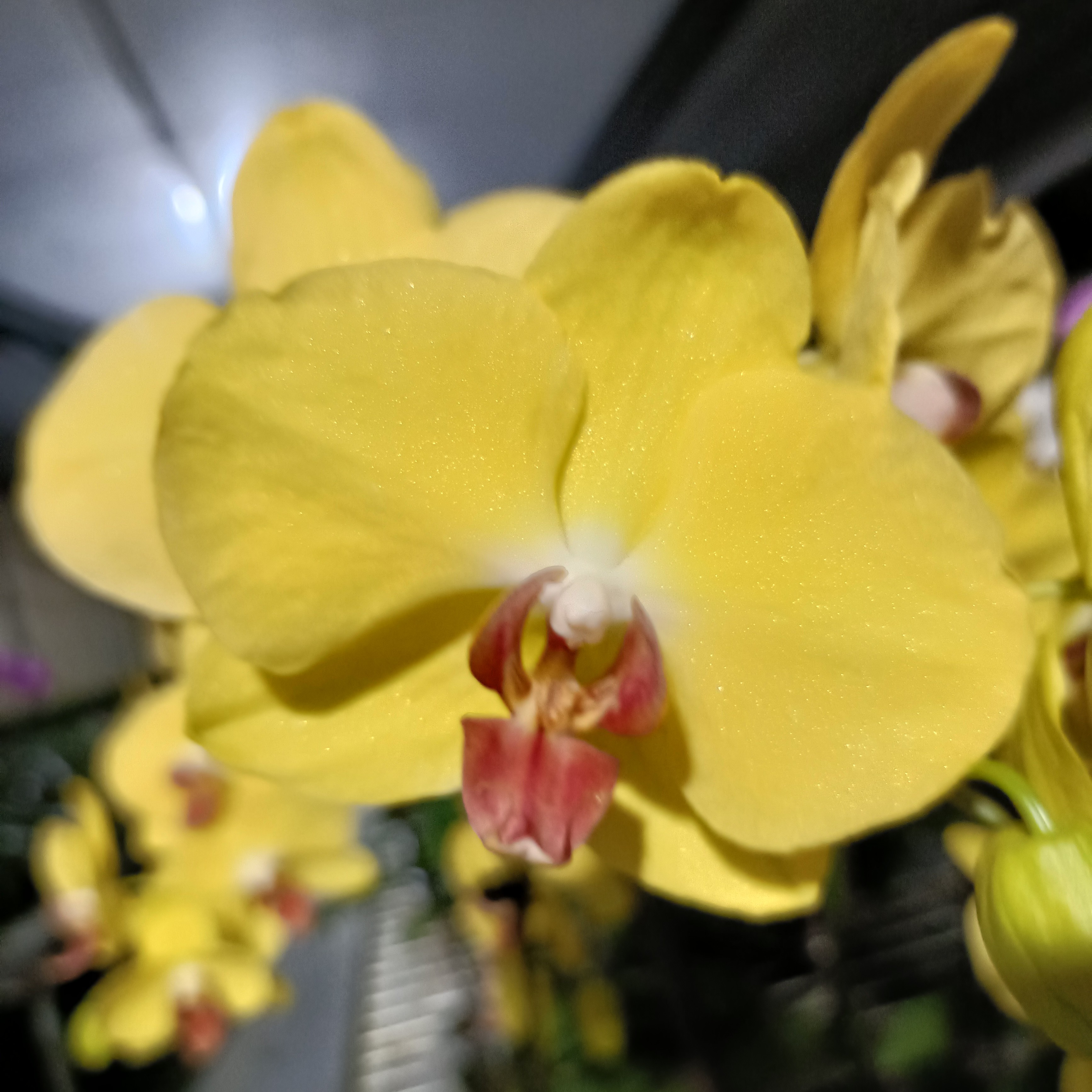 【小黄花】2.8寸杯蝴蝶兰开花株