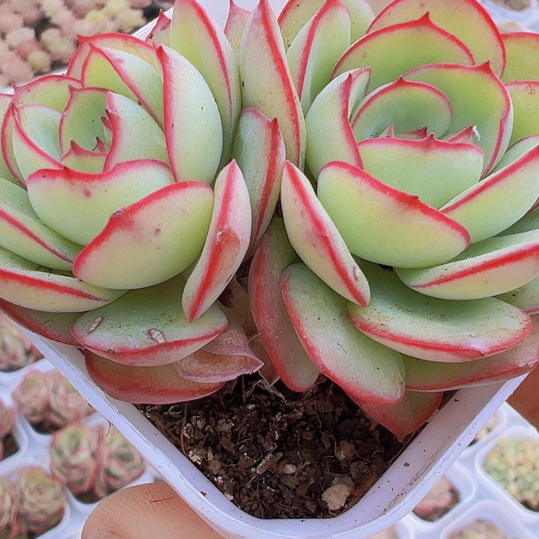 双头牡丹亭19包邮多肉