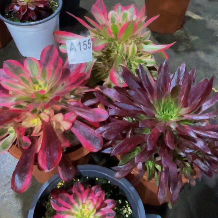 四颗小苗155美杜莎女巫，孔雀锦