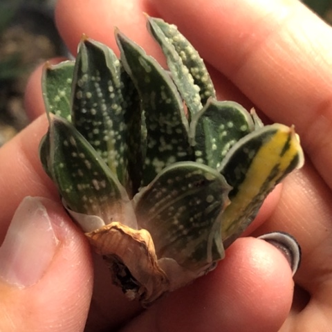 达摩旋转蜗牛锦少很哈哈哈哈